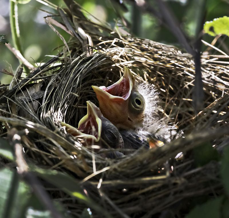 What to feed baby birds fallen from nest