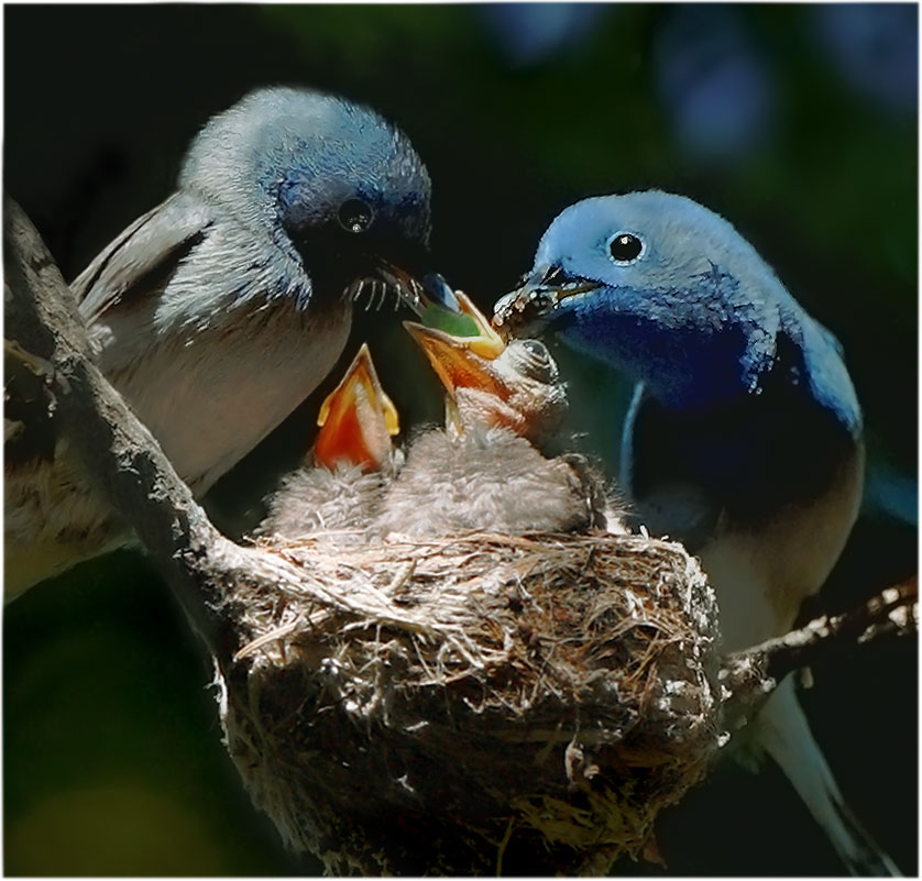 Mama bird feeding baby