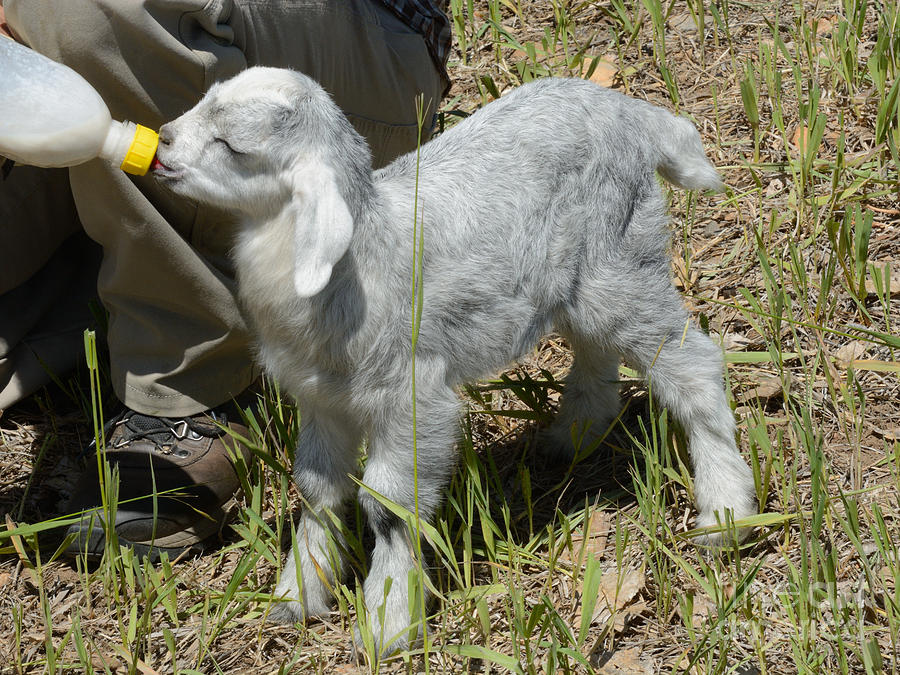 What kind of milk do you feed baby goats