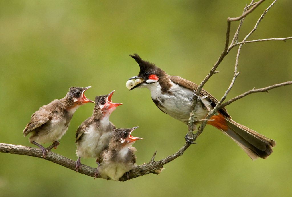 Baby bird feeding tube