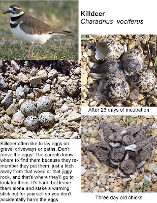 How often to feed baby robins