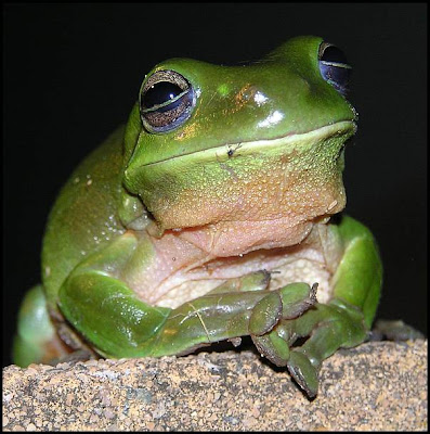 What to feed baby green tree frogs