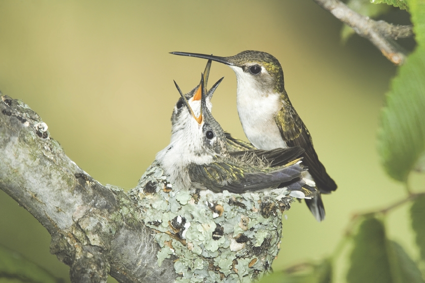 Hummingbird feeding her babies