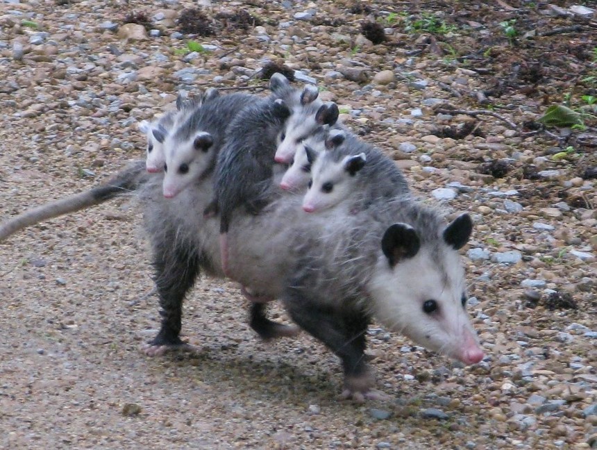 What to feed baby possums nz