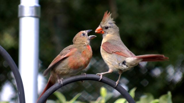 Baby lovebirds feeding