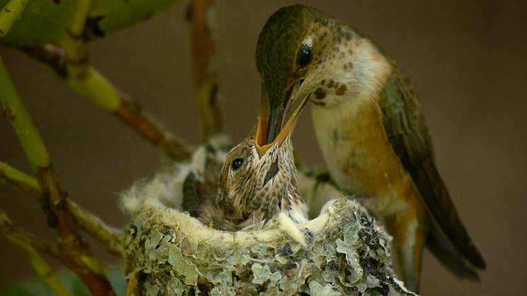 Baby hummingbird at feeder
