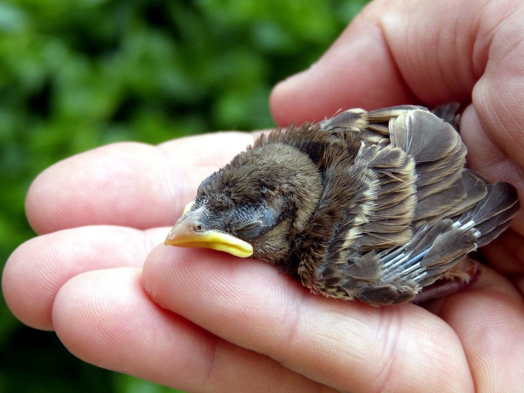 Feeding baby ravens