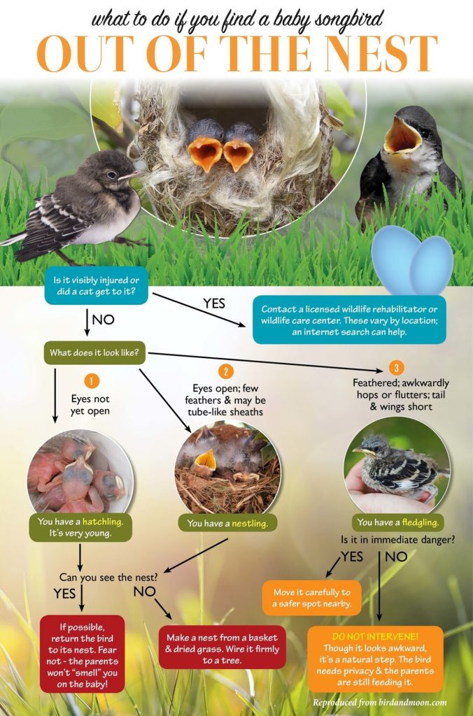 How to feed wild baby birds