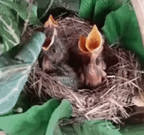 What can you feed baby birds in a nest