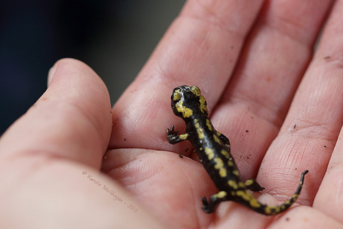 Baby salamanders food