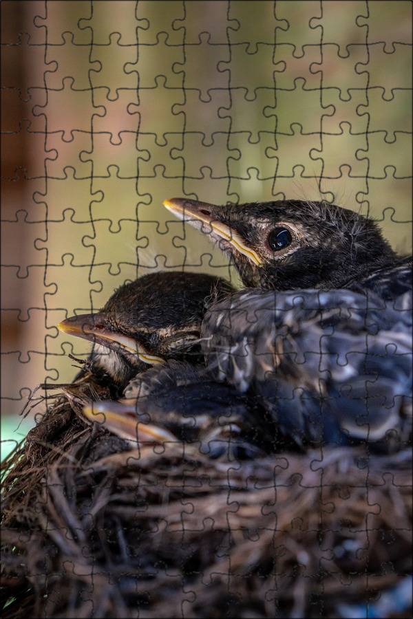 Baby robin rescue feeding