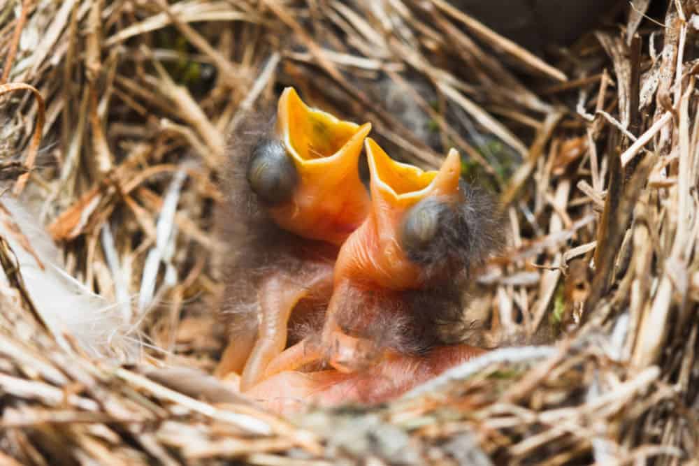 What can you feed a baby sparrow