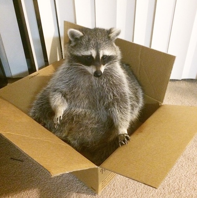 How to feed a baby raccoon