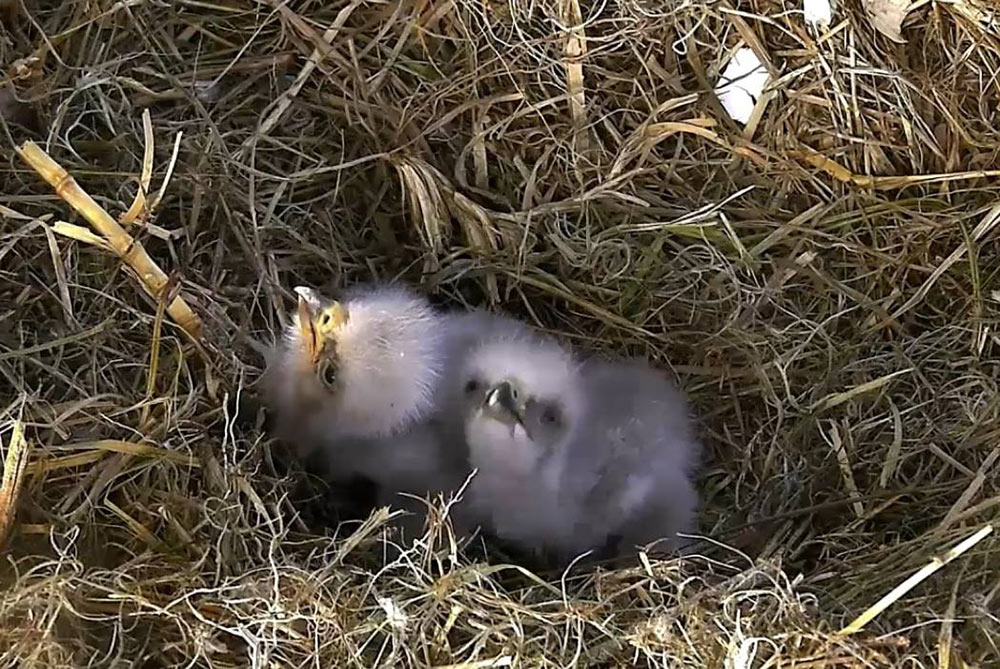 Live eagle feeding babies