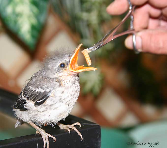 Finch baby bird feeding