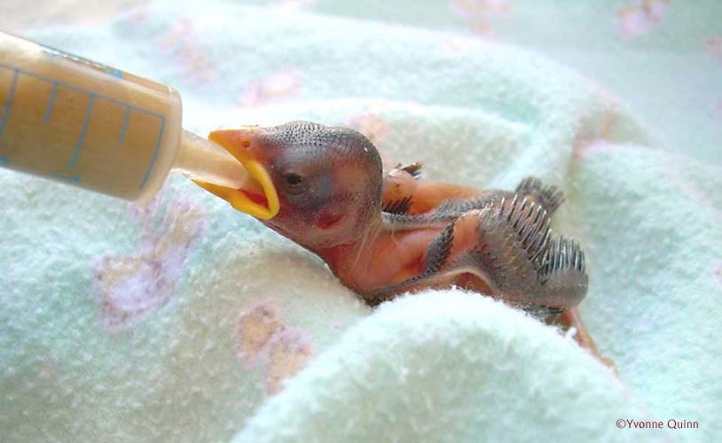 Care and feeding of baby birds