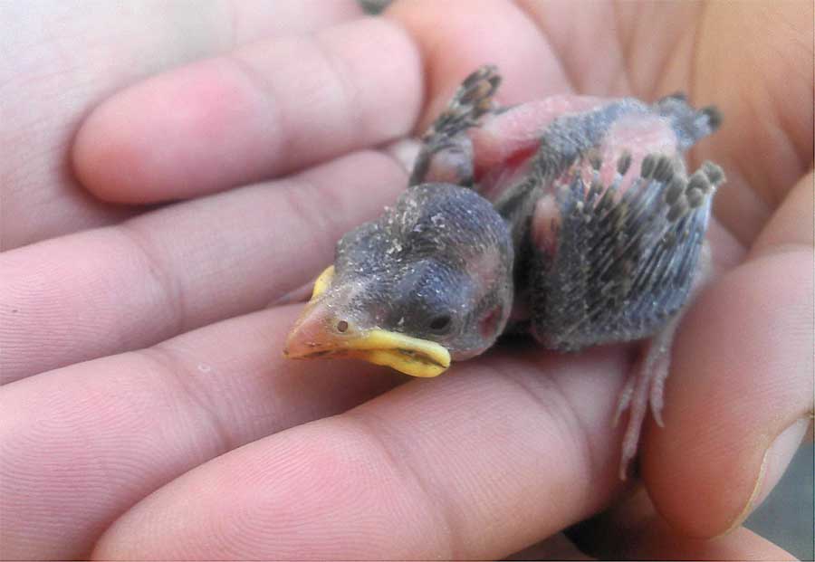 What to feed a tiny baby bird