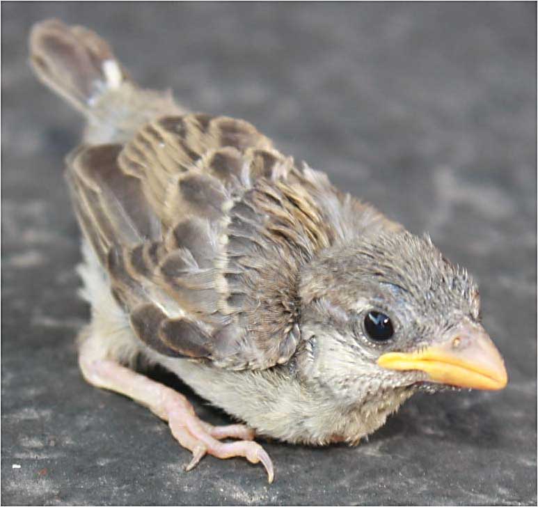 What do you feed orphaned baby birds