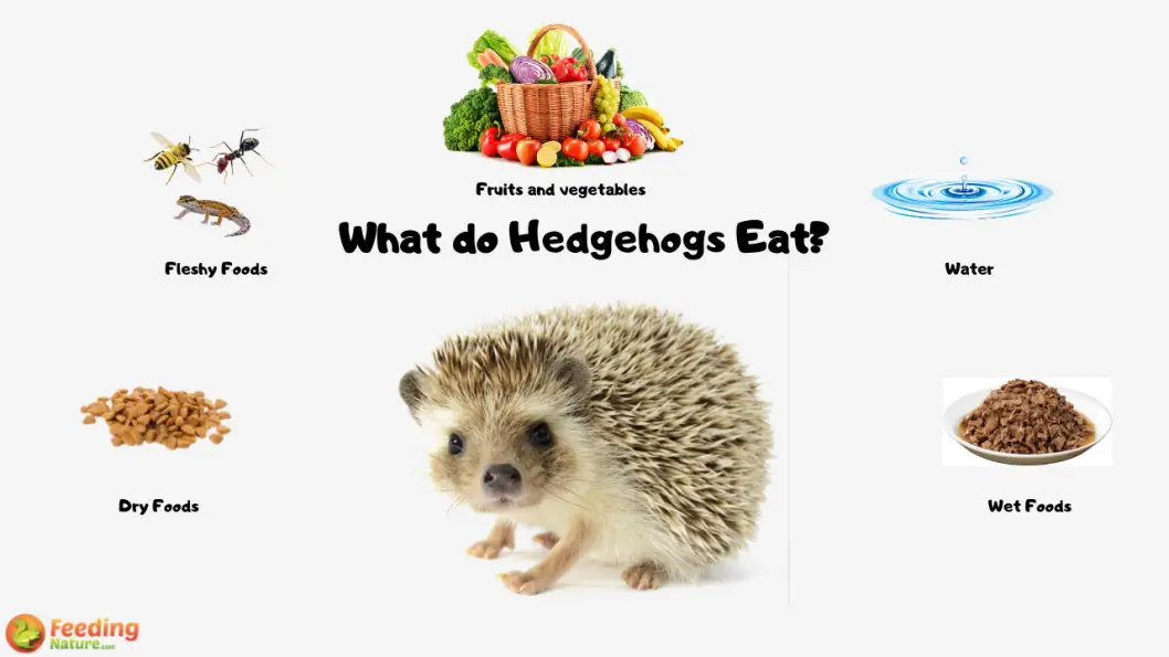 What do you feed a baby hedgehog