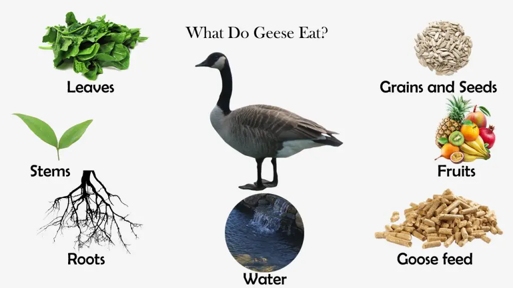 Canada geese can you hotsell eat mundial