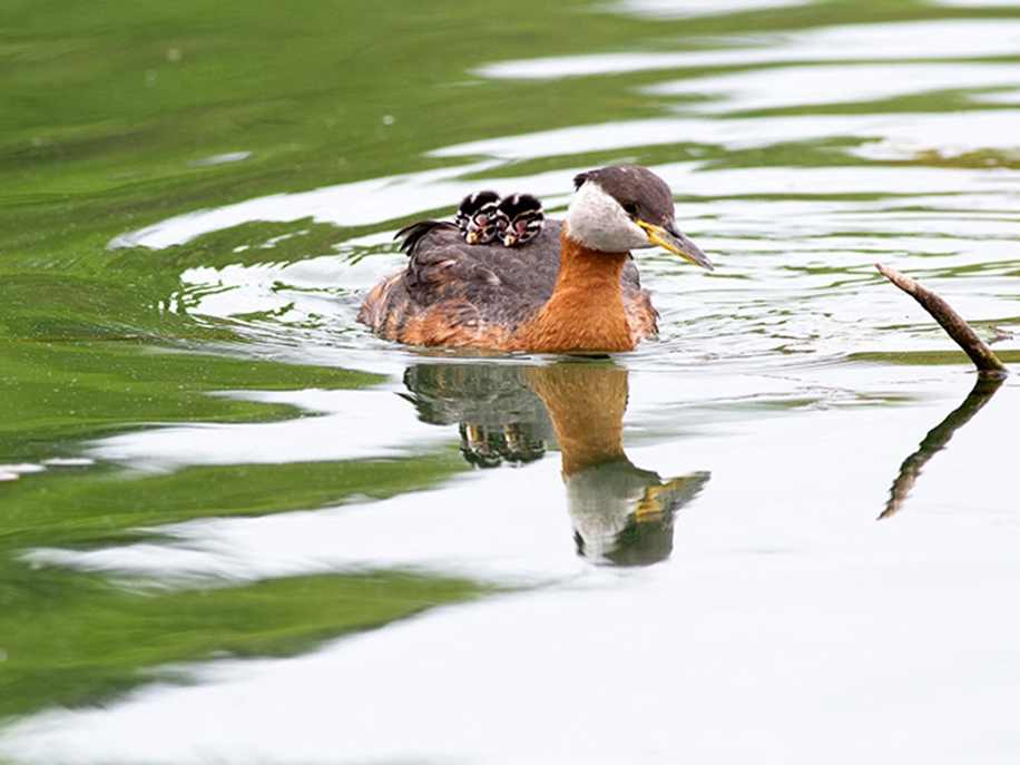 Pictures of birds feeding their babies