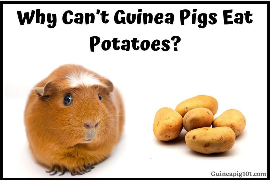 What to feed baby guinea pig