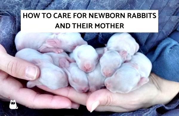 How many times do you feed a baby rabbit