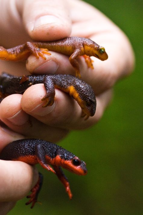 Baby salamanders food