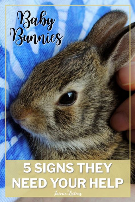 Wild rabbit feeding babies