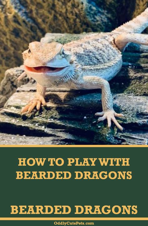 How often to feed baby bearded dragons