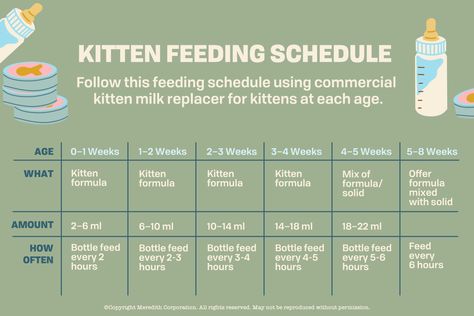 What to feed a baby kitten without mother