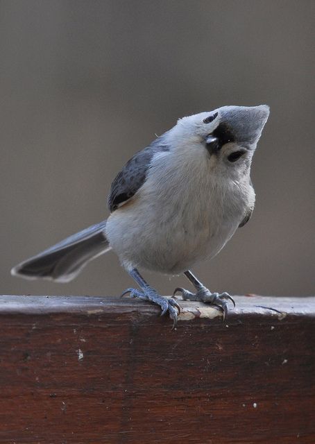 What to feed a baby tufted titmouse