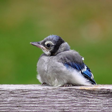 Feeding baby blue jay birds