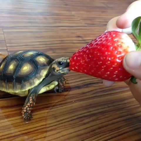 When can you feed baby strawberries