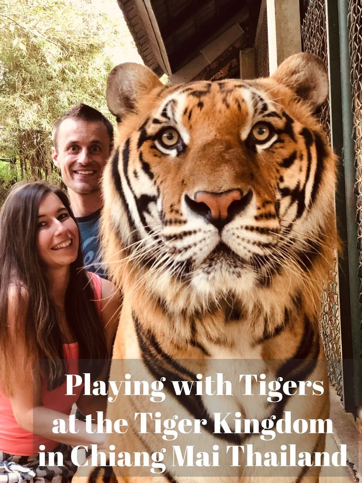 Feeding baby tigers in thailand