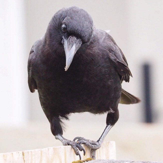 Baby jackdaw food