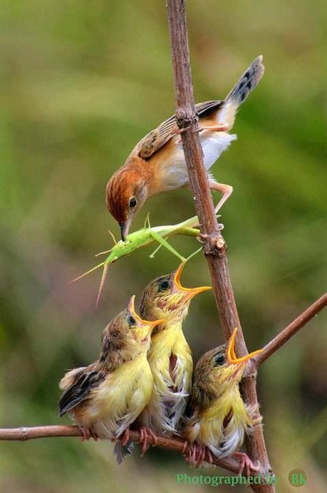 Feeding baby crickets