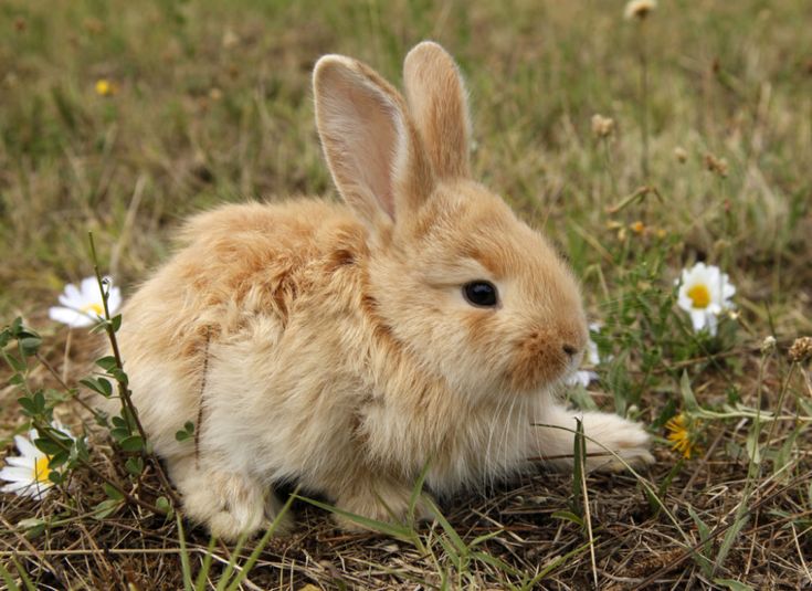 Wild baby bunny food