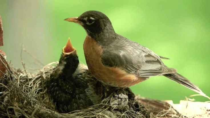 What can i feed baby robins