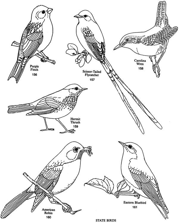 What do carolina wrens feed their babies