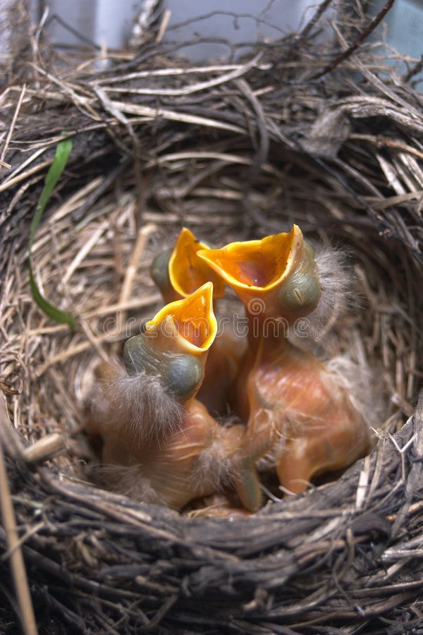 Food to feed baby birds