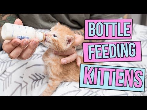 How to feed a baby cat