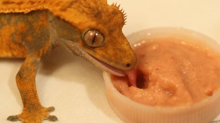 Baby food bearded dragons can eat