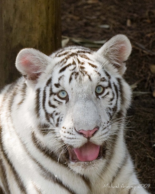 Feed baby tigers florida