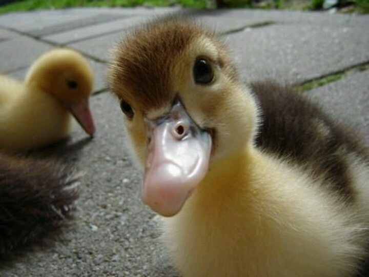 What do you feed wild baby ducklings