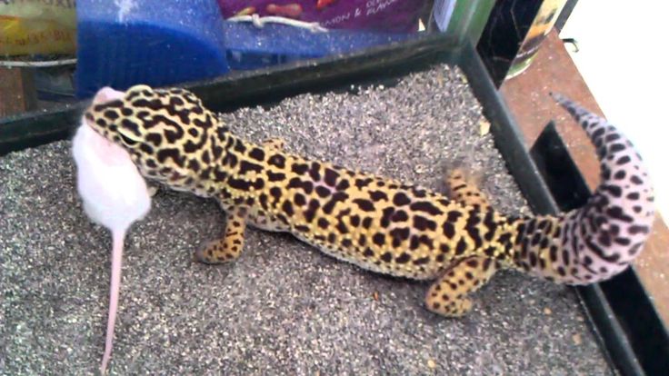 How often should you feed a baby leopard gecko