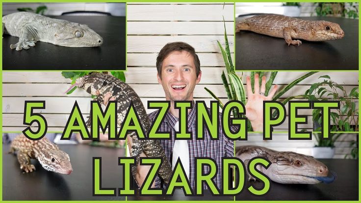 What do you feed baby lizards
