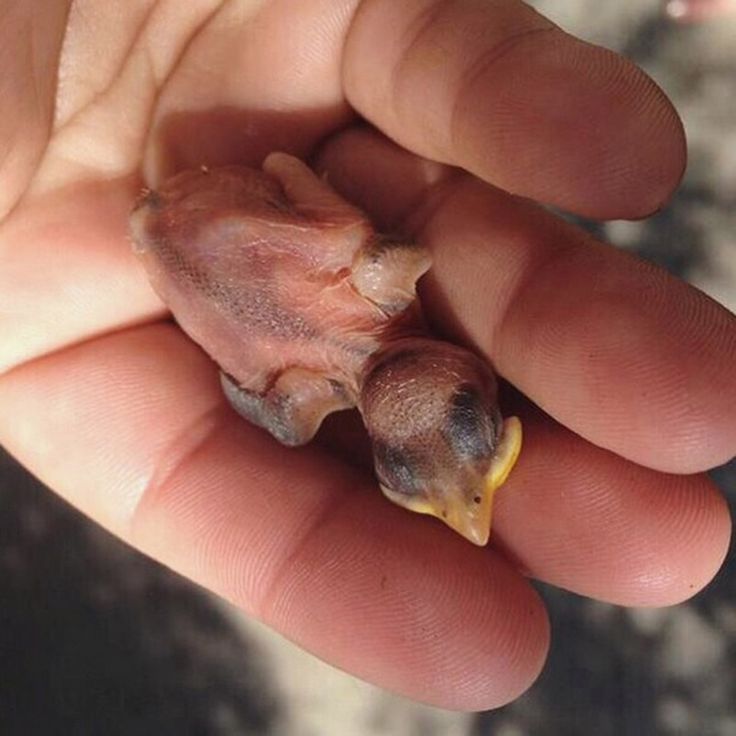 Feeding wild baby bird