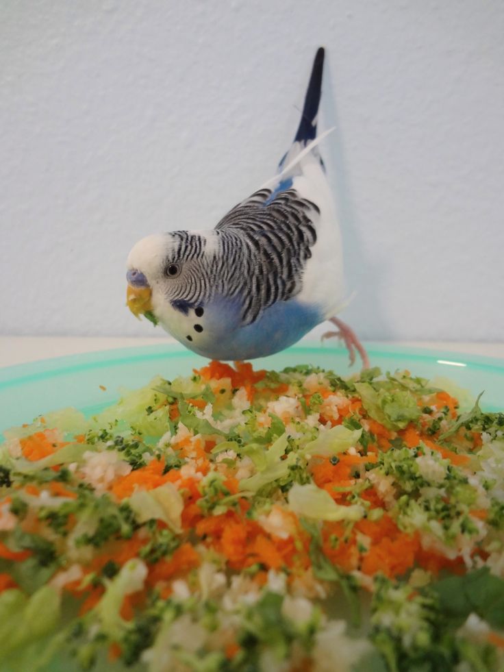 Food for baby parakeets