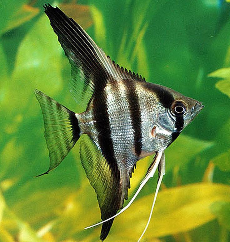 Food for baby angelfish